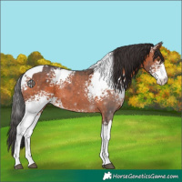 Horse Color:White Spotted Brown Tobiano 