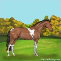 Horse Color:Bay Tobiano Rabicano 