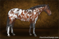 Horse Color:Bay Appaloosa  and Bay Appaloosa 