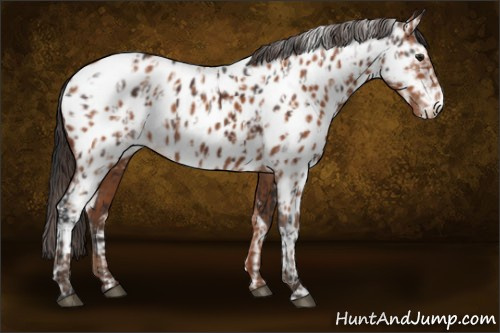 Horse Color:Brown Appaloosa  and Bay Appaloosa 