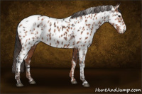 Horse Color:Brown Appaloosa and Bay Appaloosa
