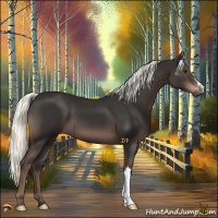 Horse Color:Liver Chestnut Mushroom 