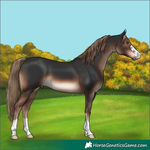 Horse Color:Liver Chestnut 
