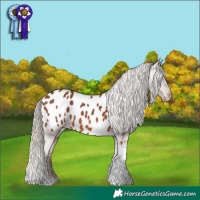 Horse Color:Chestnut Mushroom Tobiano Appaloosa 