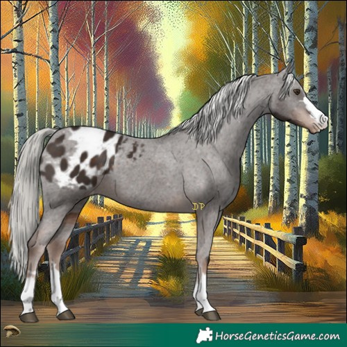 Horse Color:Liver Chestnut Mushroom Appaloosa 