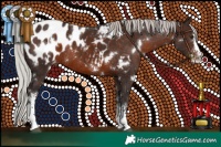 Horse Color:White Spotted Silver Brown Sabino Appaloosa Rabicano 