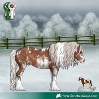 Horse Color:White Spotted Silver Black