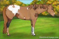 Horse Color:Bay Appaloosa  and Chestnut 