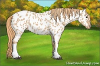 Horse Color:Red Dun Appaloosa 