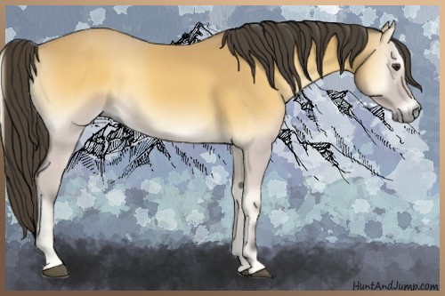 Horse Color:Buckskin Onyx 
