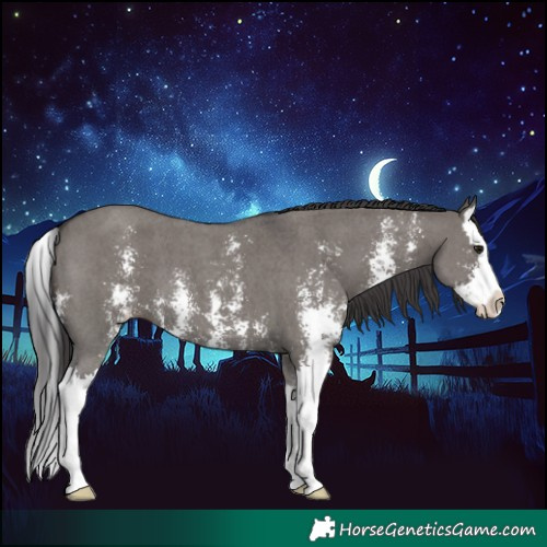 Horse Color:Smoky Grullo Sabino Splash 