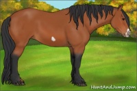 Horse Color:Bay Frame