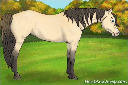 Horse Color:Buckskin Dun Splash 