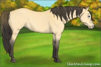 Horse Color:Buckskin Dun Splash 