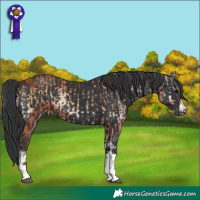 Horse Color:Bay Onyx  and Black 