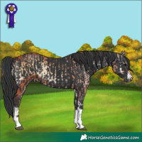 Horse Color:Bay Onyx  and Black 