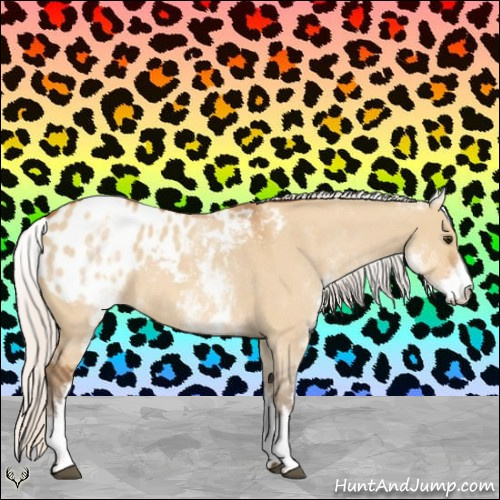 Horse Color:White Spotted Silver Bay Roan Dun Appaloosa Rabicano 