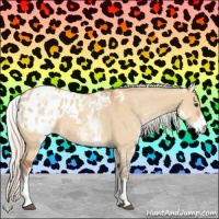 Horse Color:White Spotted Silver Bay Roan Dun Appaloosa Rabicano 