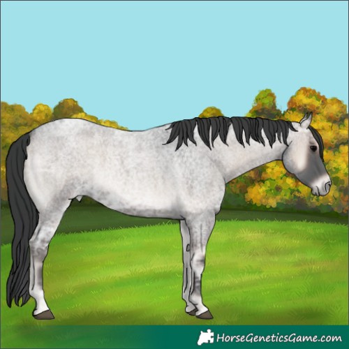 Horse Color:Blue Onyx Ice Roan 