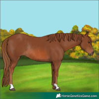 Horse Color:Chestnut Rabicano 
