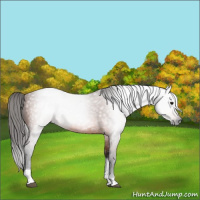 Horse Color:Gray Bay Tobiano