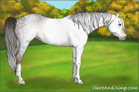 Horse Color:Gray Liver Chestnut Tobiano
