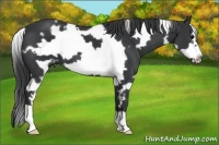 Horse Color:White Spotted Black Frame 