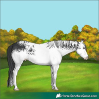 Horse Color:White Spotted Black