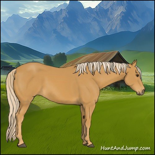 Horse Color:Palomino 