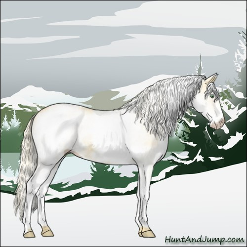 Horse Color:White Spotted Gold Cream Champagne