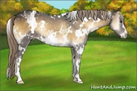 Horse Color:White Spotted Chocolate Palomino Onyx
