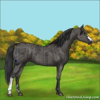 Horse Color:Black  and Grullo 
