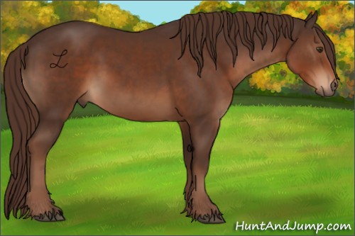 Horse Color:Liver Chestnut 