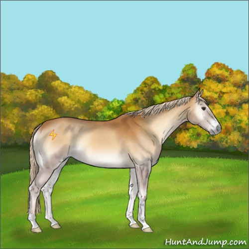 Horse Color:Palomino Onyx 