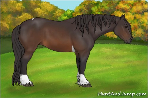 Horse Color:Buckskin Tobiano