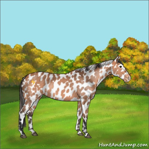Horse Color:Bay Mushroom Appaloosa 