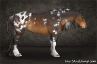 Horse Color:White Spotted Buckskin Tobiano Blanket
