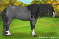 Horse Color:Blue Roan Sabino Splash  and Blue Roan Sabino Splash 