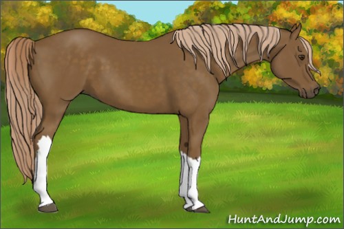 Horse Color:Chocolate Palomino 