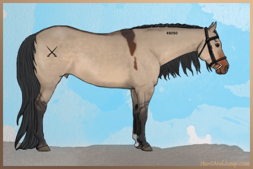 Horse Color:Bay Dun 