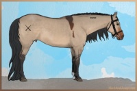 Horse Color:Bay Dun