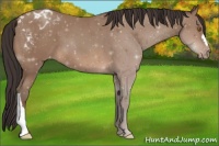 Horse Color:Sable Champagne Appaloosa
