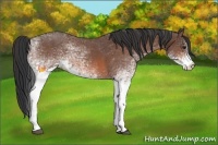 Horse Color:White Spotted Bay Roan