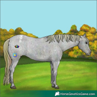 Horse Color:Plaid  Midnight Brown Ice Appaloosa Rabicano 