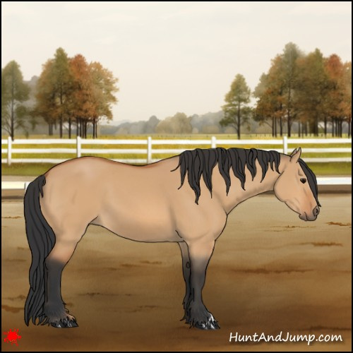 Horse Color:Bay Dun