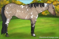 Horse Color:White Spotted Brown Dun