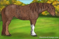 Horse Color:Liver Chestnut  and Chestnut 
