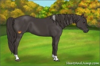 Horse Color:Smoky Black Tobiano 