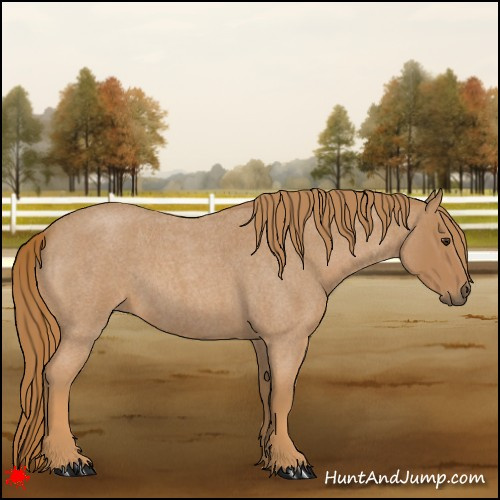 Horse Color:Red Roan 