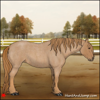 Horse Color:Red Roan 